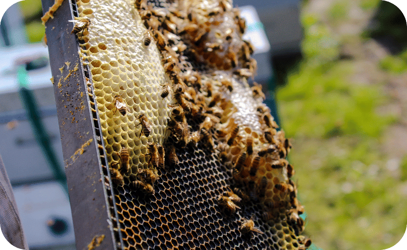 A close up image of hony bees on a section of hive