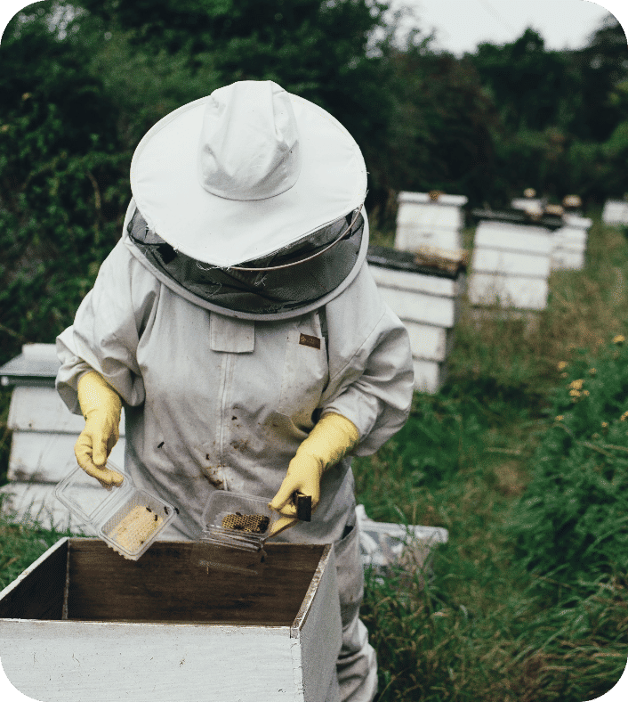 A beekeeper in full suit handling bees and honeycomb