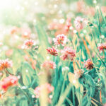 Wildflowers of clover in rays of sunlight