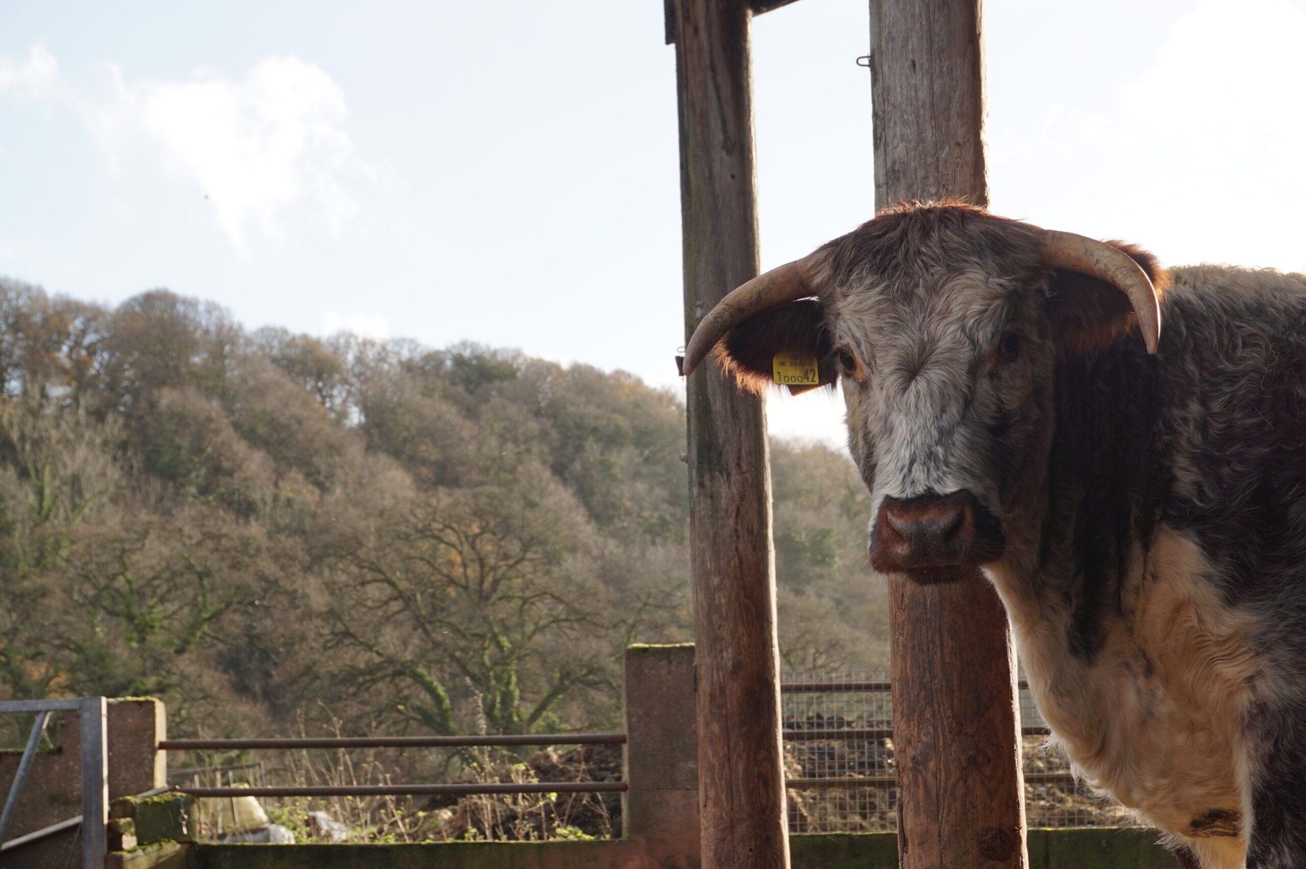 English longhorn in north devon