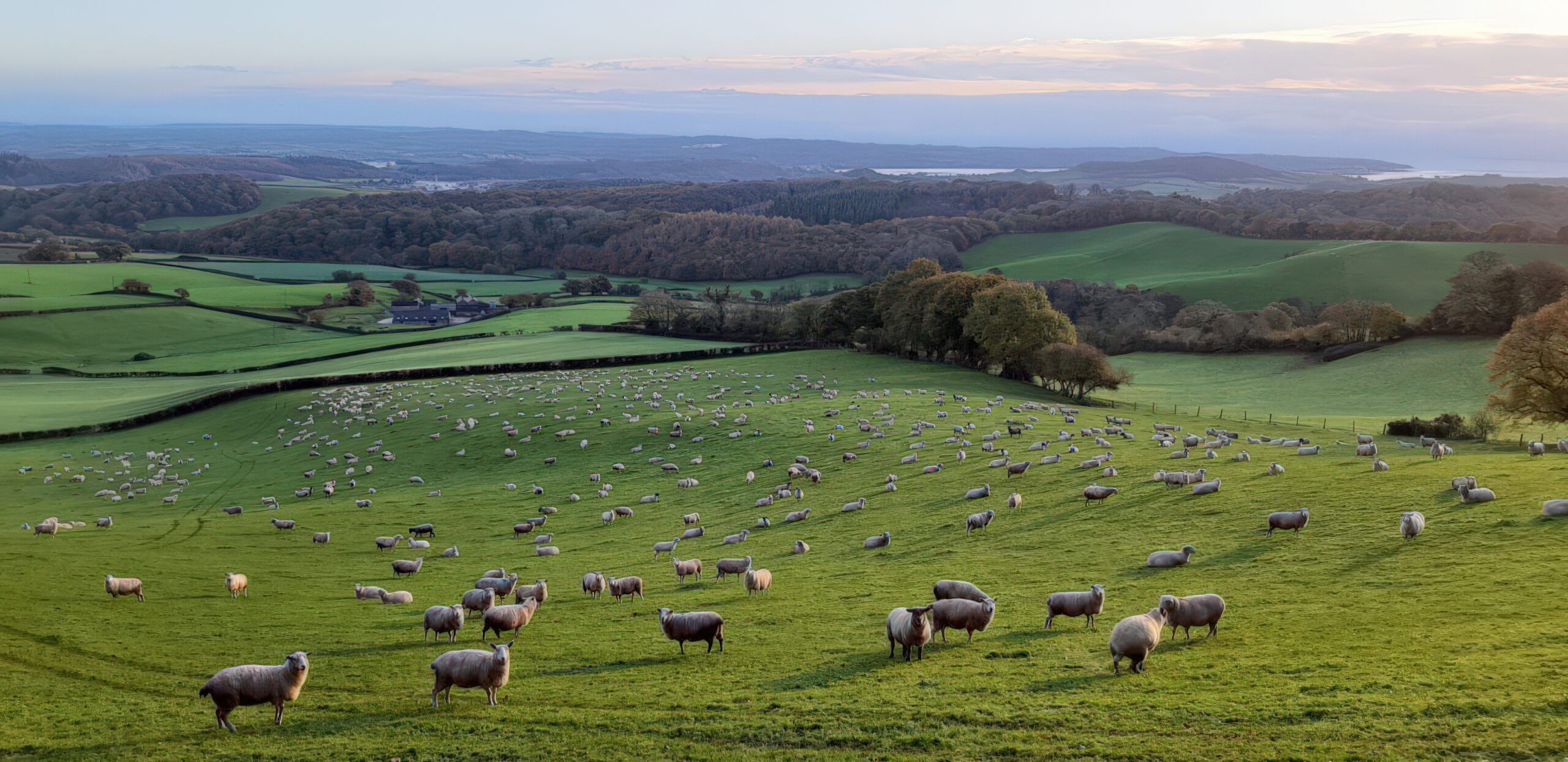 farm view with sheep in devon