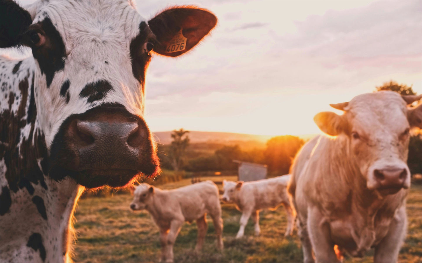 cows at sunset