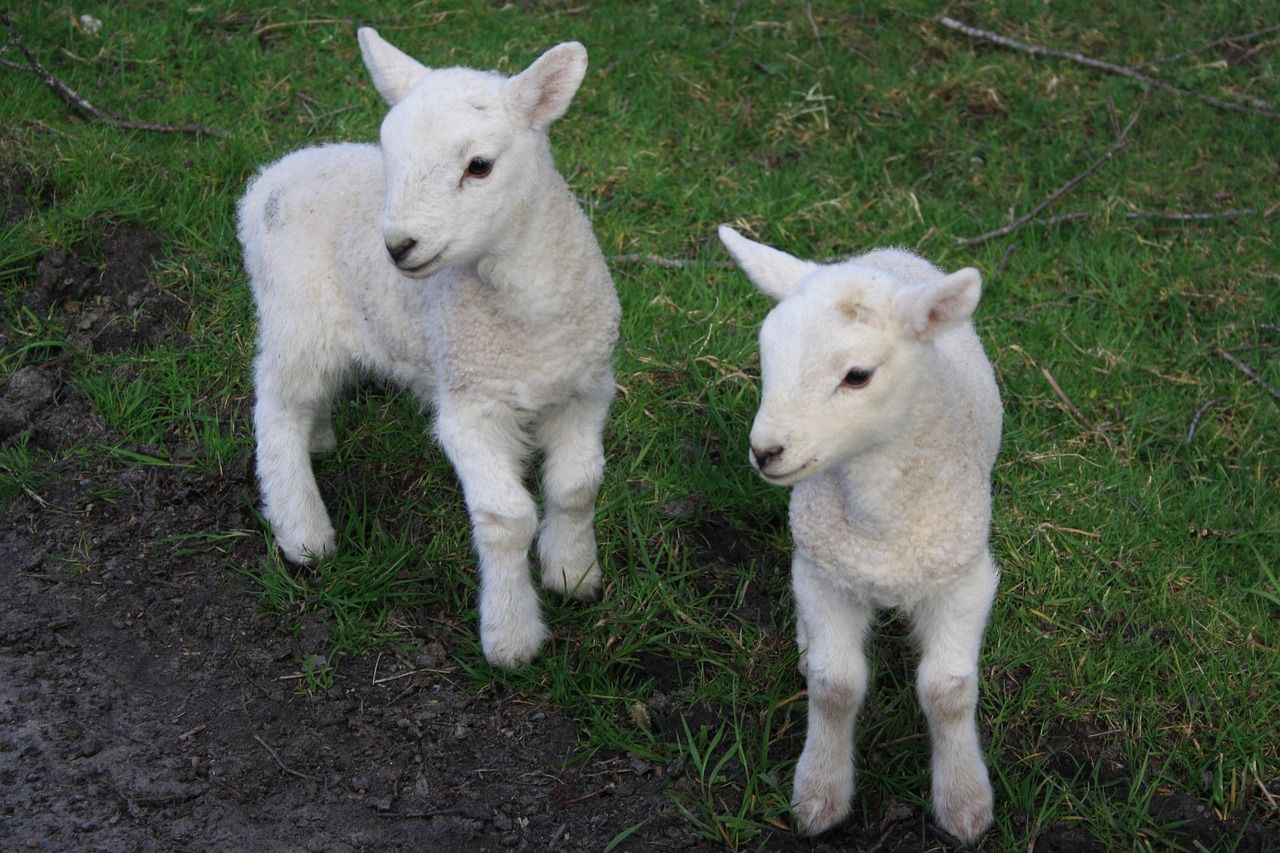 lambs in north devon