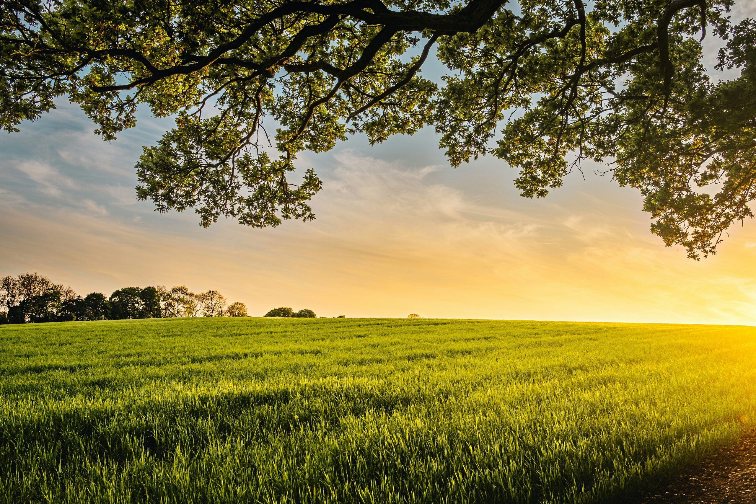 devon countryside