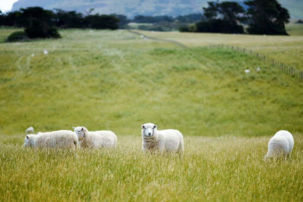 sheep farming north devon