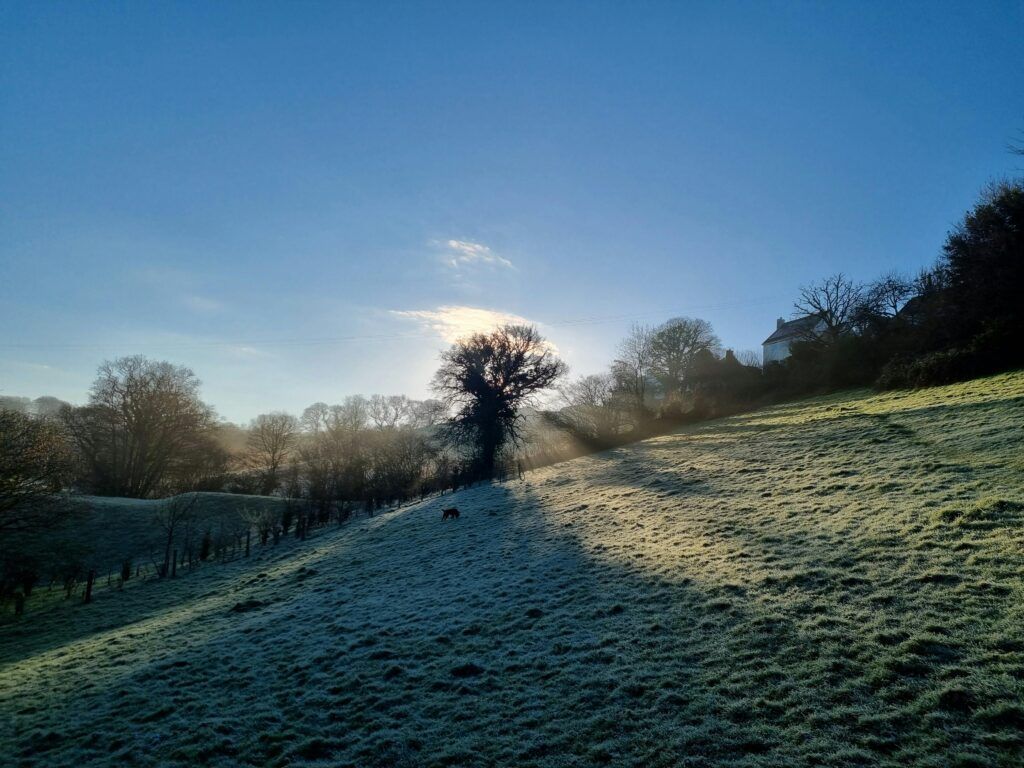 frosty morning on the farm