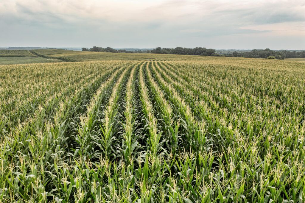 farmland
