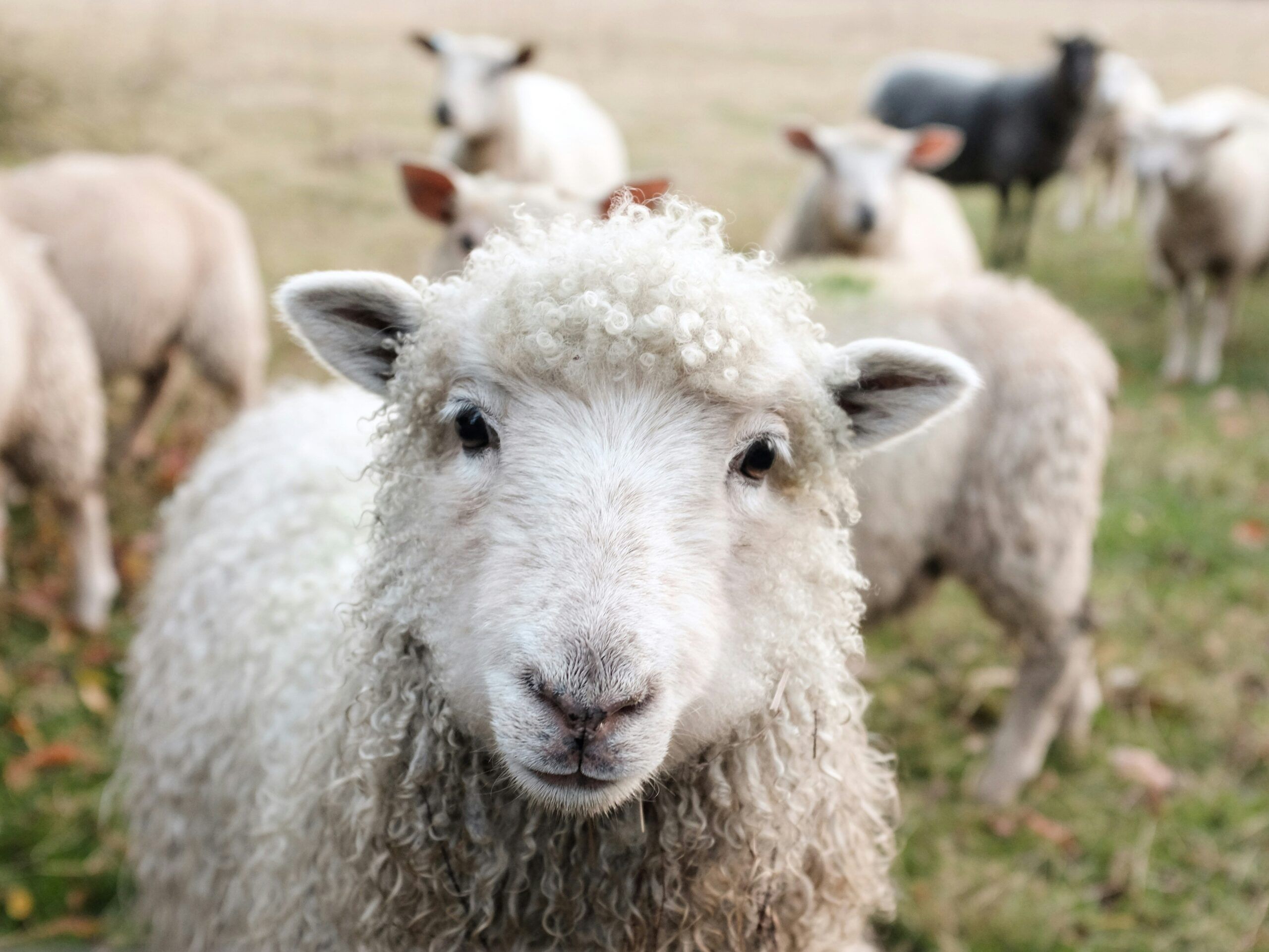 sheep farming in devon