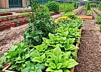 The Quiet Revolution of Urban Farming: How Cities Are Rethinking Food Production