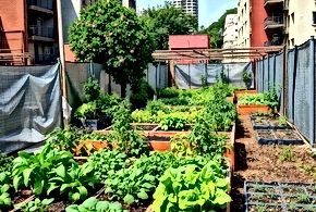 The Quiet Revolution of Urban Farming: How Cities Are Rethinking Food Production