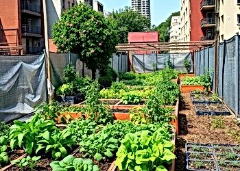 The Quiet Revolution of Urban Farming: How Cities Are Rethinking Food Production