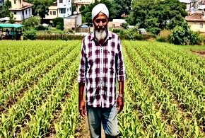 Food Systems Under Stress