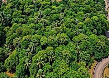 Fractured Forests