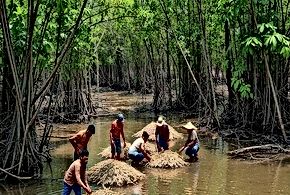 Mangrove Forests Under Threat