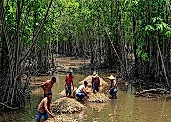 Mangrove Forests Under Threat