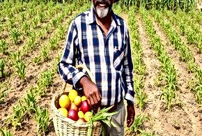 Sustainable Food Systems in India