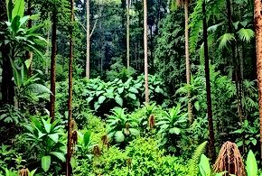 Nature's Resilience