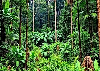 Nature's Resilience