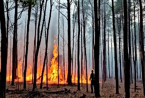 Forest Fires and Ecosystem Disruption