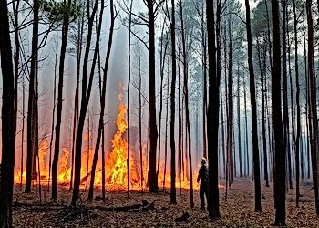 Forest Fires and Ecosystem Disruption