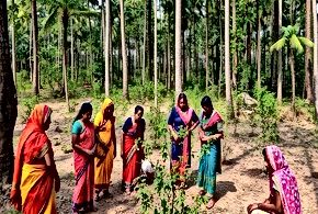 Ecological Restoration Challenges