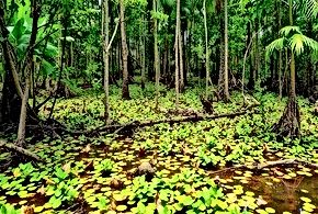 Nature's Resilience in the Face of Climate Change