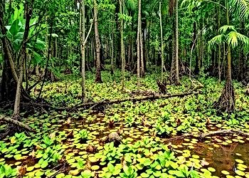 Nature's Resilience in the Face of Climate Change