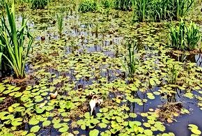 Conservation of India's Wetlands