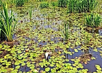Conservation of India's Wetlands