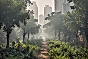 Urban Forestry Challenges in India