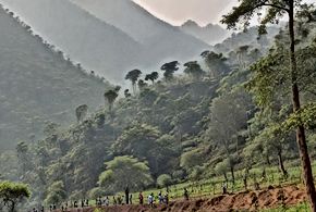India's Forest Cover Conundrum