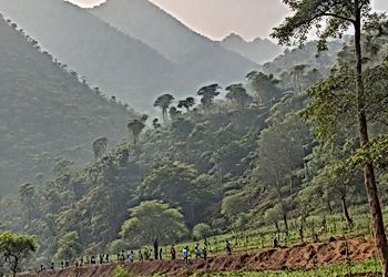India's Forest Cover Conundrum