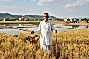 Food Systems Paradox