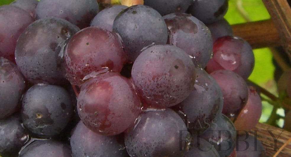 Champagne Grapes Champagne Grapes