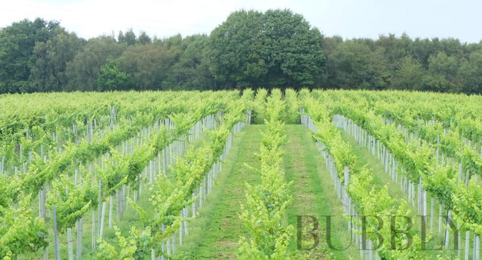 english sparkling wine tours 2019 english sparkling wine tours 2019