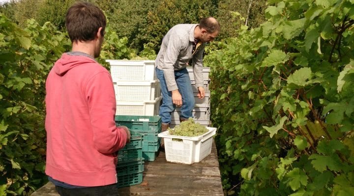 dedham vale vineyard Dedham Vale Sparkling Wine