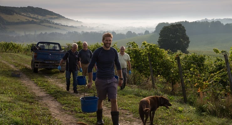 Denbies_harvest Denbies_harvest