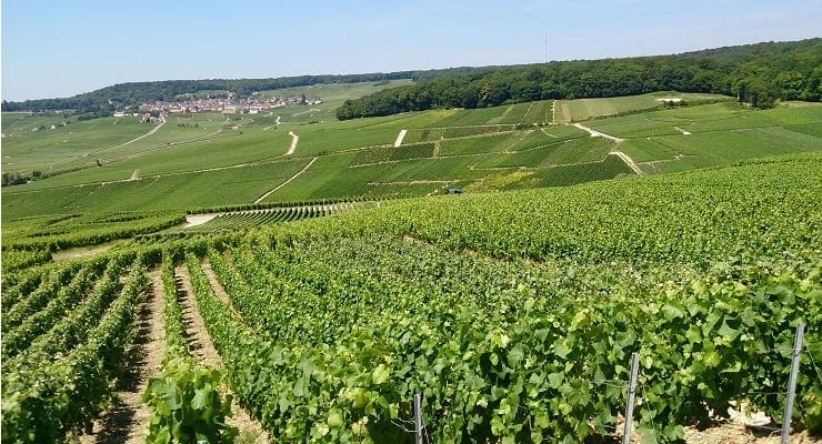 Discover Montagne De Reims In Champagne Glass Of Bubbly
