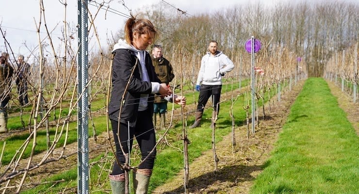Pruning_comp_credit_Anneka_Ireland-Wolfe_featured Pruning_comp_credit_Anneka_Ireland-Wolfe_featured
