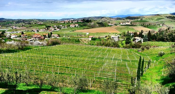 Slovenia_vineyard_view Slovenia_vineyard_view