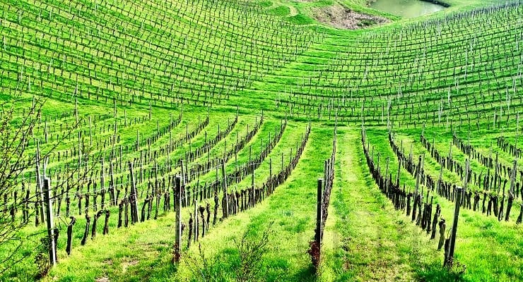 Slovenian_vineyard Slovenian_vineyard