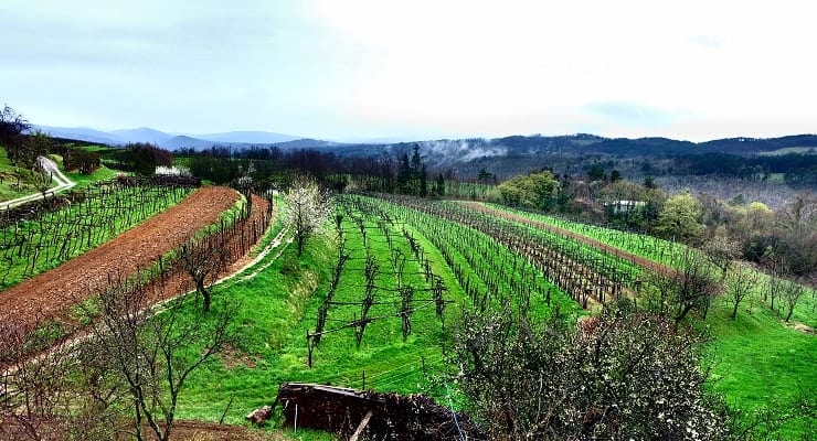 Slovenian_vineyard_view Slovenian_vineyard_view