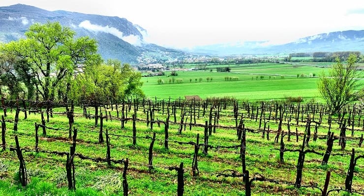 Vineyard_Slovenia Vineyard_Slovenia
