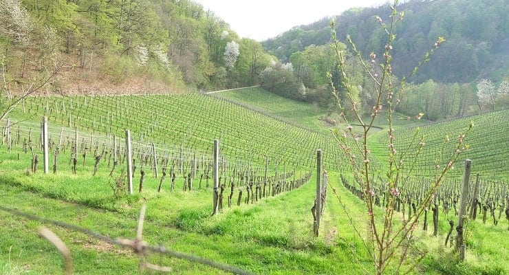 vineyard_in_Slovenia vineyard_in_Slovenia