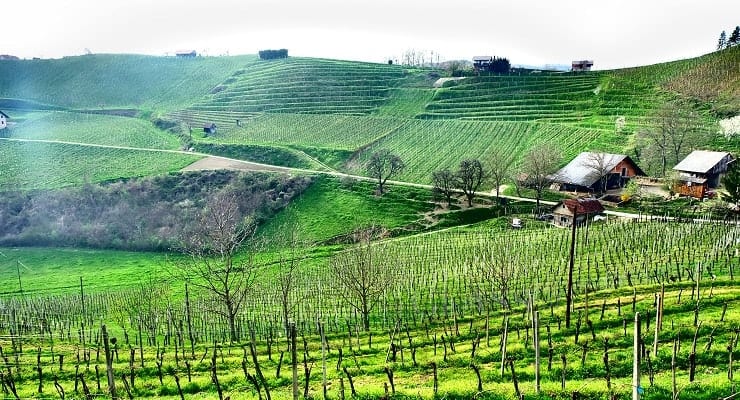 vineyard_in_Slovenia_2 vineyard_in_Slovenia_2