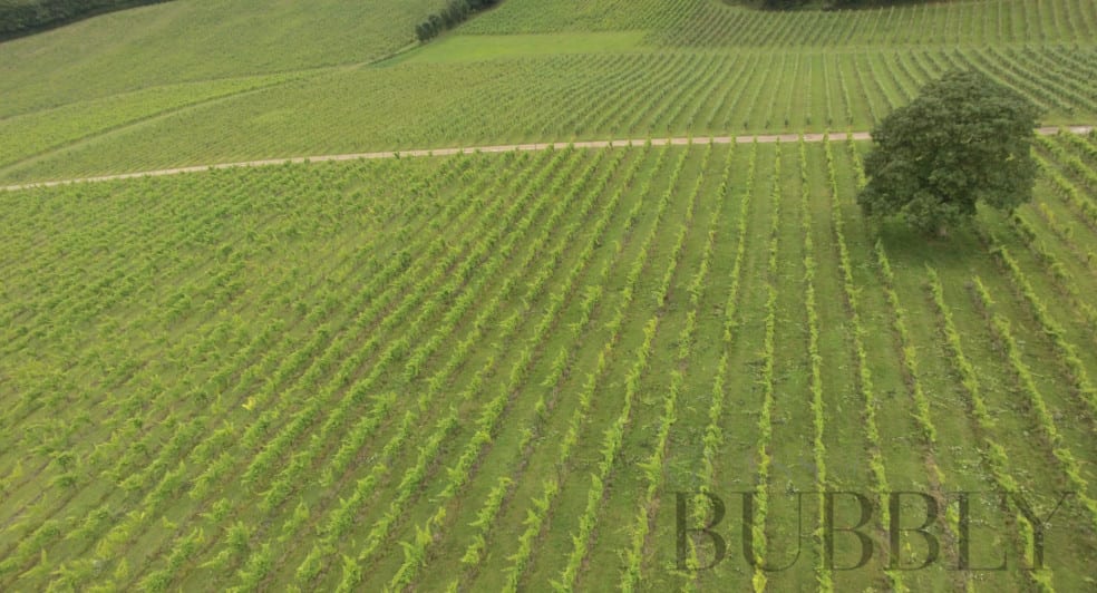 Denbies English Sparkling Wine - 265 Acre Vineyard