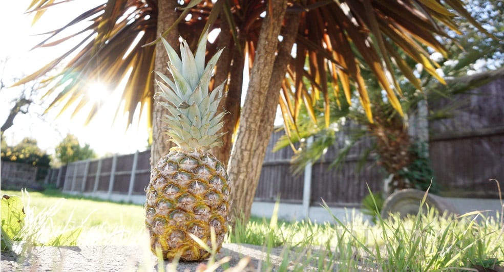 Pineapple