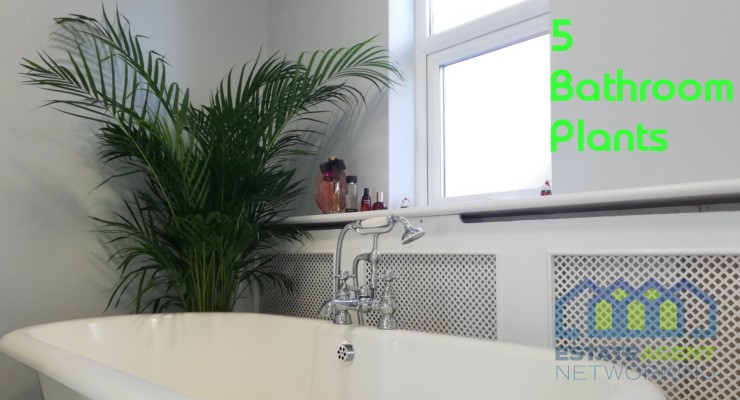 The best Household Plants for your Bathroom | estateagentnetworking.co.uk