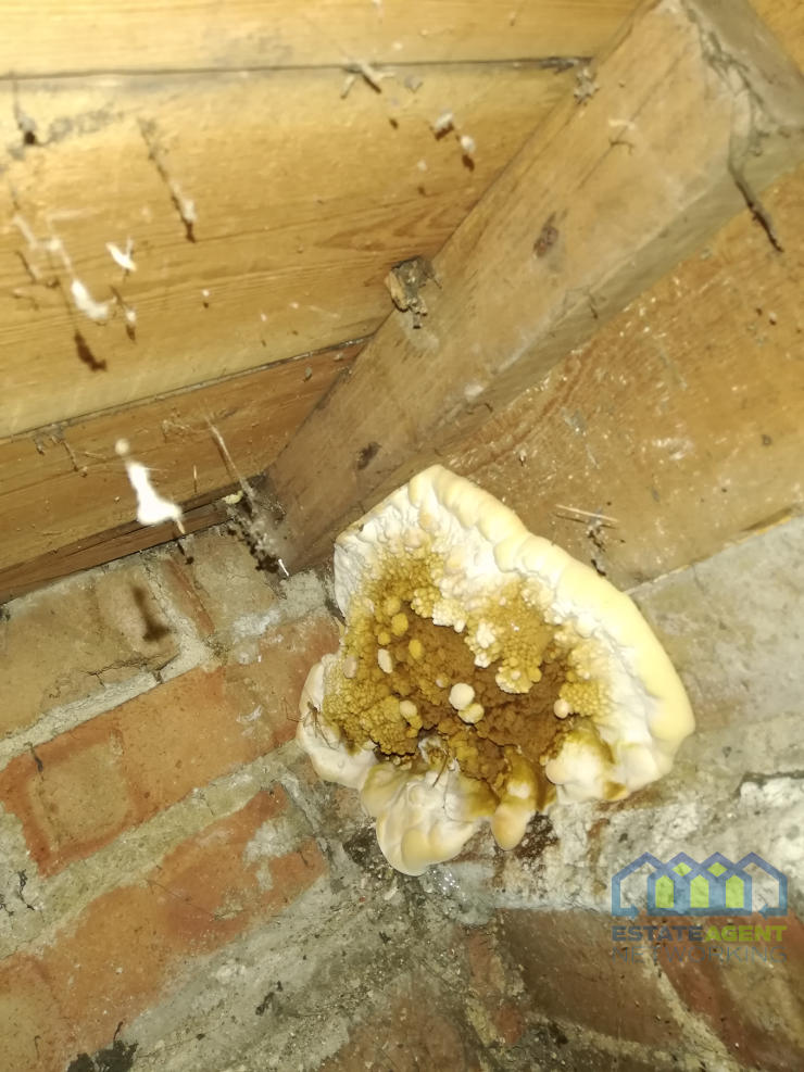 what does dry rot look like - sporophore