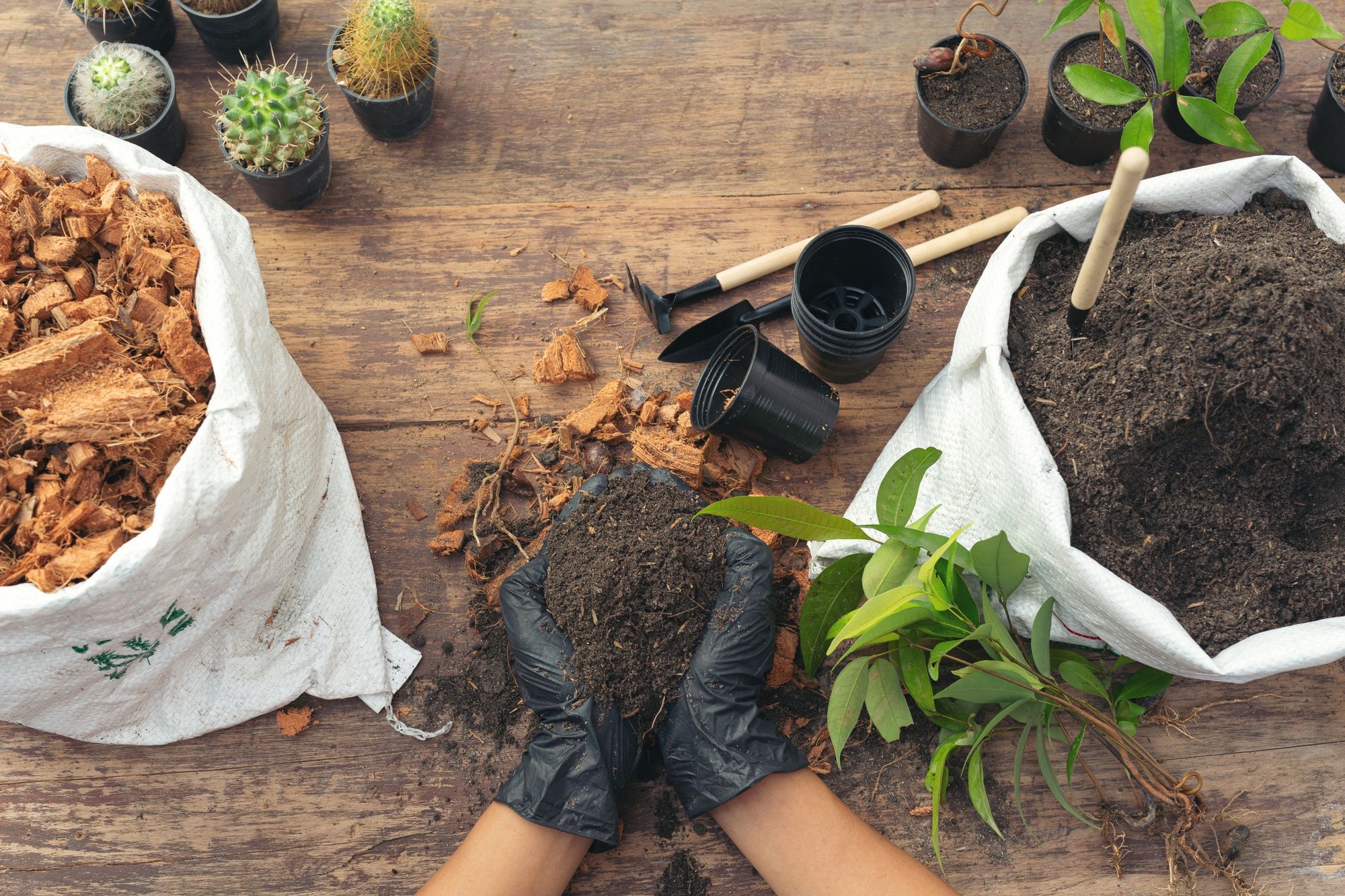 Closeup picture of gardener's hands planting plant Free Photo